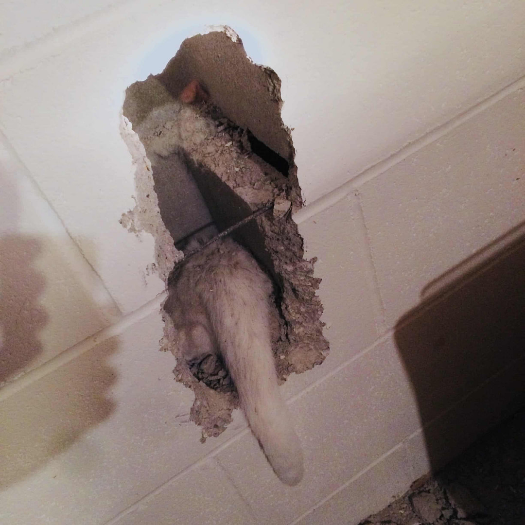 The Honey Do Handyman Cat Rescue